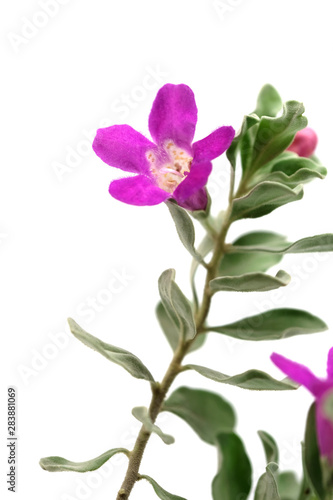 Leucophyllum frutescens, Purple Sage, Texas Ranger, Silver leaf, Ash plant, Minimal flora home decoration 