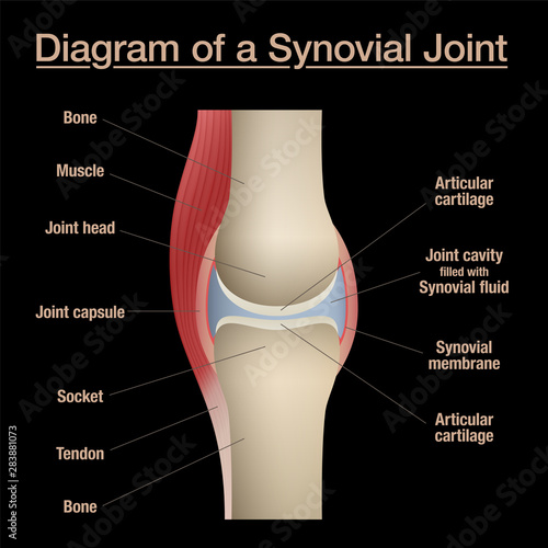 Synovial joint diagram. Labeled anatomy chart with two bones, articular cartilage, joint cavity, synovial fluid, muscle and tendon. Isolated vector illustration on black.