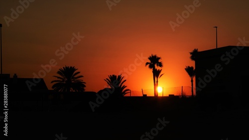 Beach palm trees on sunset