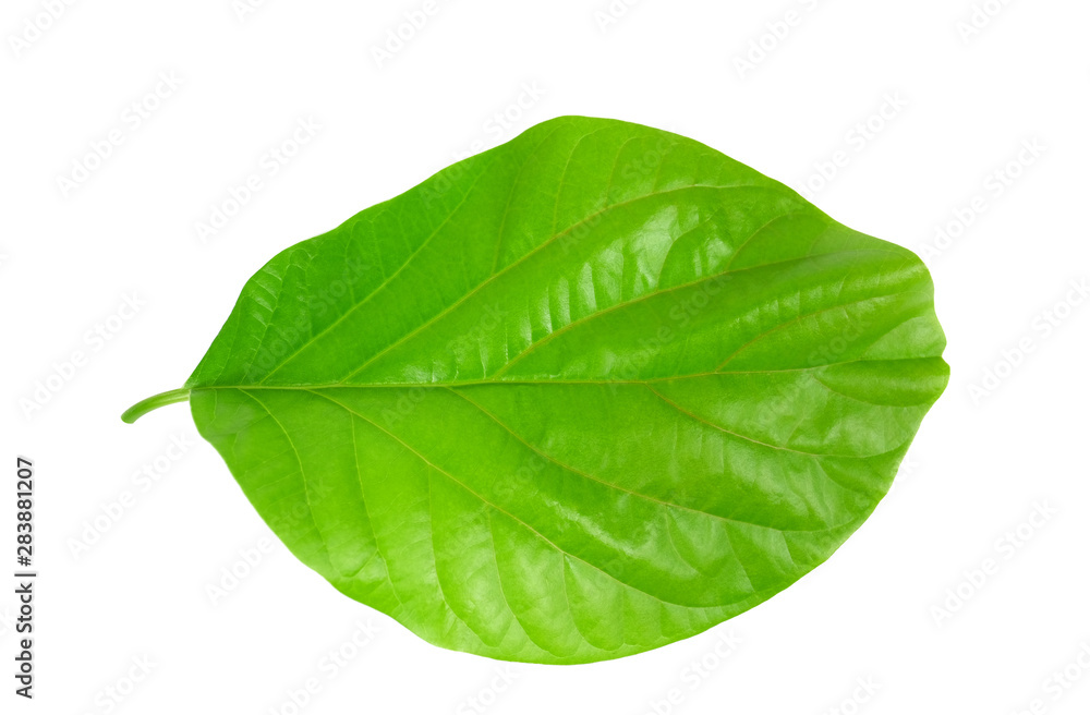 Fototapeta premium Tropical green leaf on white background