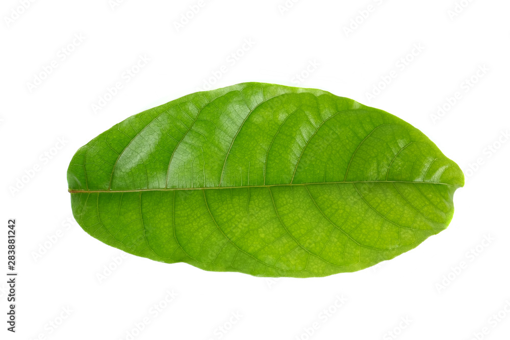 Obraz premium Tropical green leaf on white background
