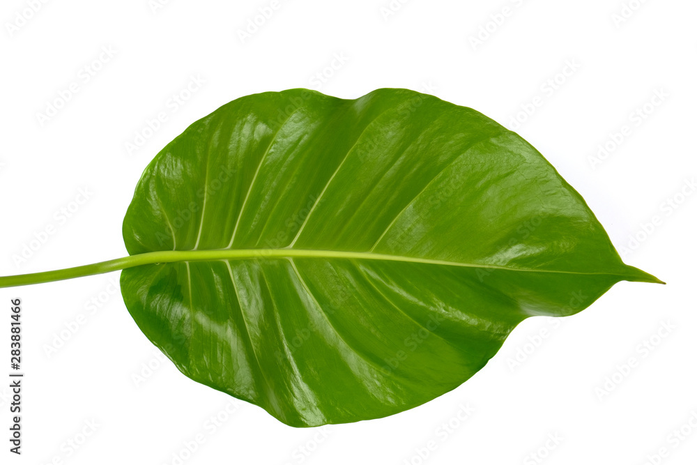 Monstera deliciosa leaf, the ceriman, Flowering plant native to tropical forests palm leaf with hole pattern isolated on white background Monstera deliciosa leaf, the ceriman, Flowering plant native to tropical forests palm leaf with hole pattern isolated on white background