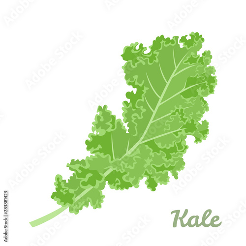 Kale cabbage isolated on white background. Vegetable superfood vector illustration in cartoon simple flat style.