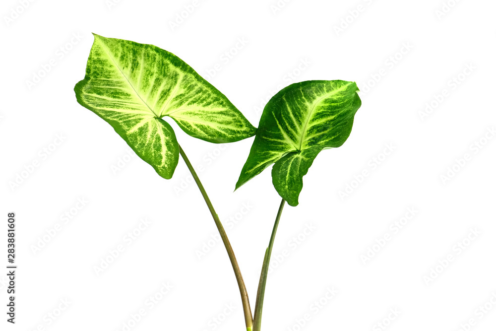 Dumb Cane,  Green tropical foliage plant leaves isolated on white background.