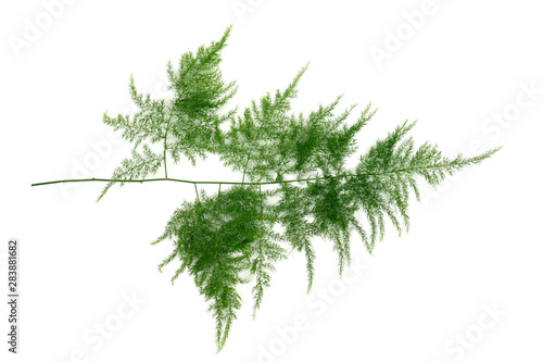 Asparagus setaceus leaf isolated on white backgrond, Tropical leaves. photo