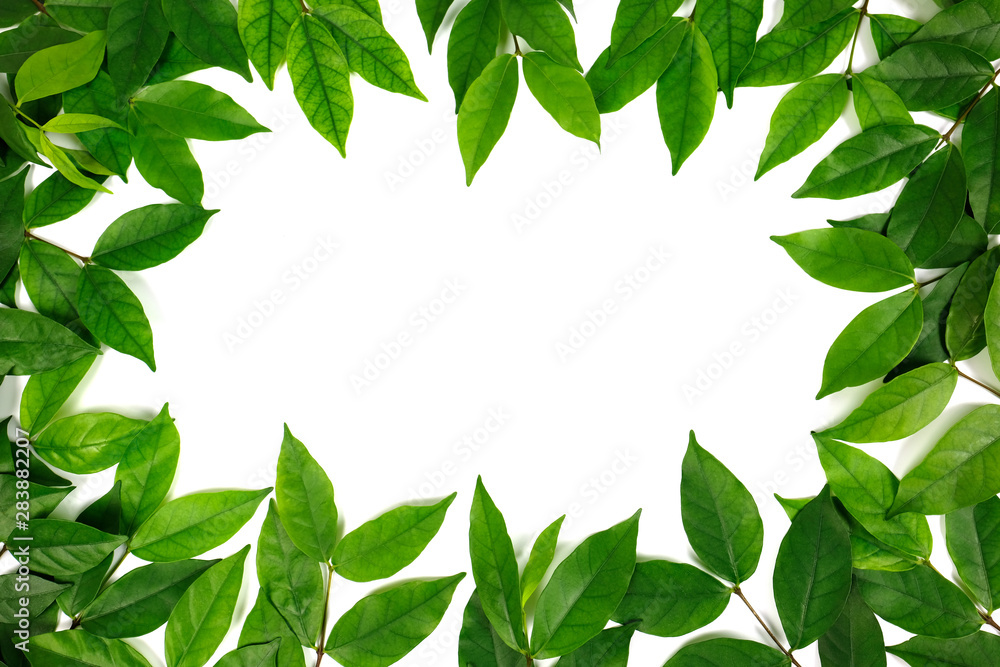 Obraz premium Group of green leaf frame on white background