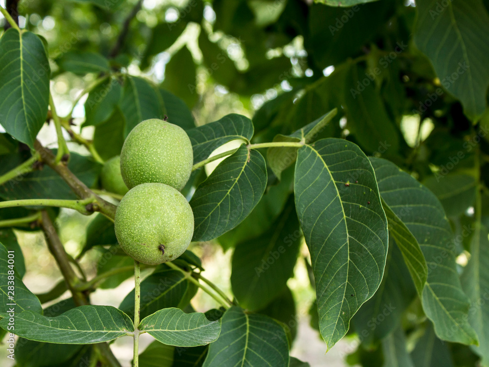 green walnut on a branch