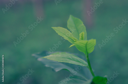 green leaves fresh spring nature background
