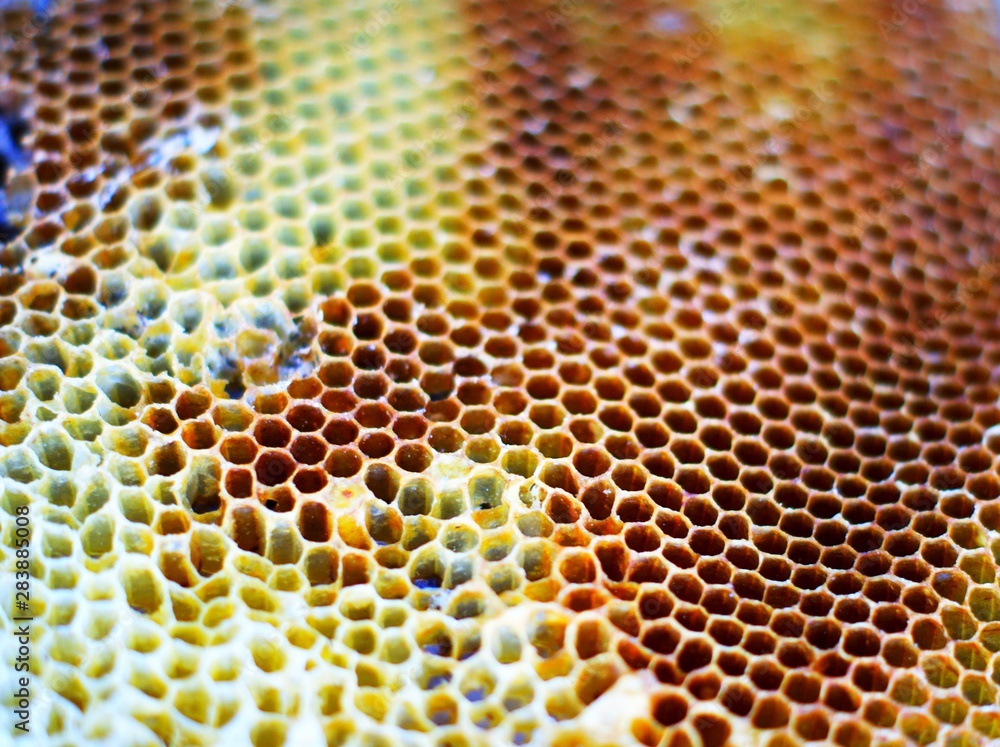 Honeycombs. The lack of sharpness of individual bees is due to their active Honeycombs. The lack of sharpness of individual bees is due to their active