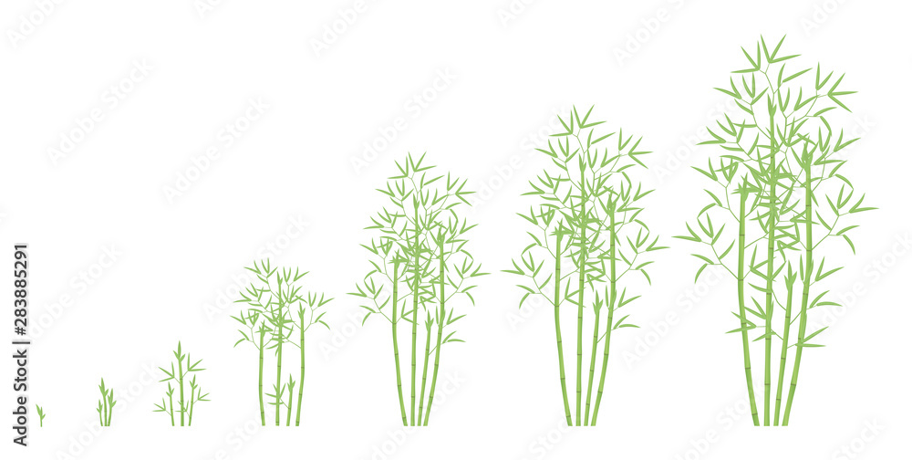 Vettoriale Stock Bamboo bush growth stages. Clumping bamboos ripening