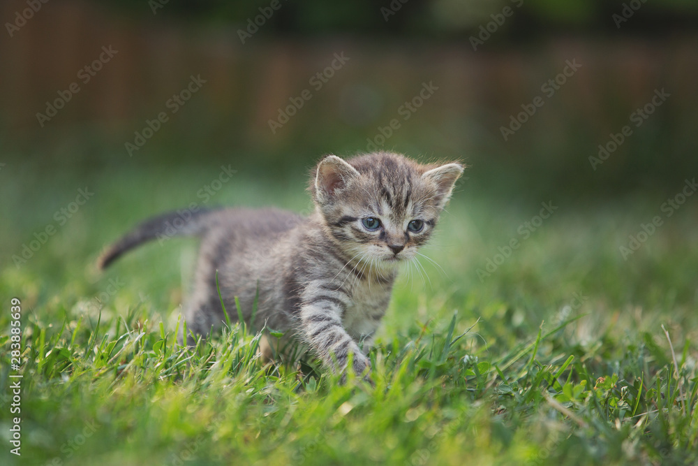 Tabby kitten in the garden in sunlight