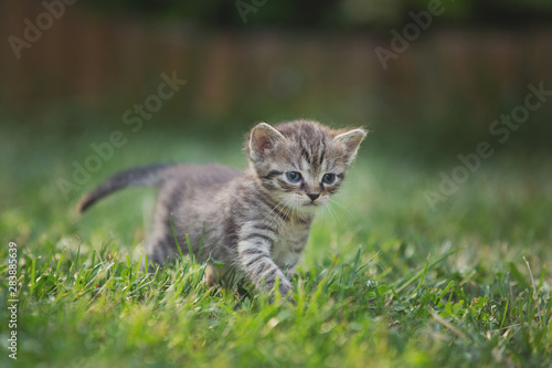 Tabby kitten in the garden in sunlight © Rico