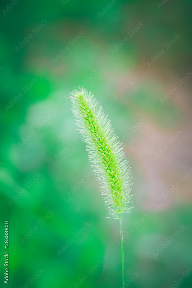 Dog tail grass macro close-up outdoors on rain green background，Setaria viridis (L.) Beauv.