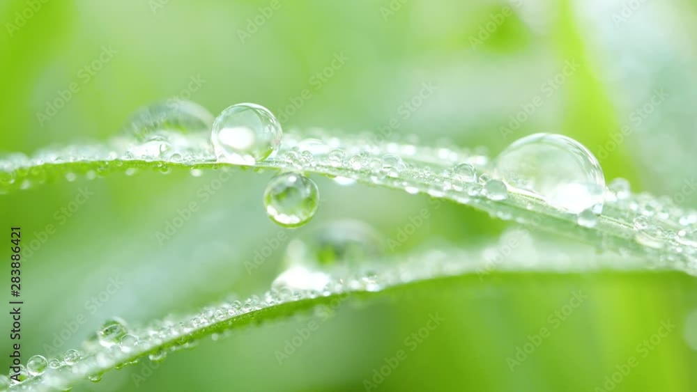 waterdrop on grass in the morning waterdrop on grass in the morning