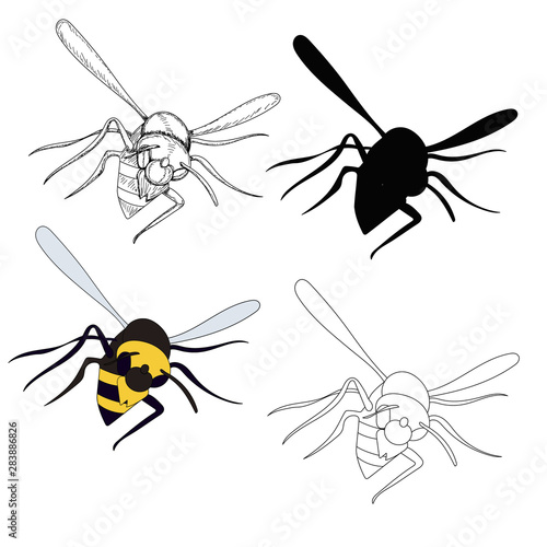 vector, isolated, wasp, bee, insect, with silhouette and sketch