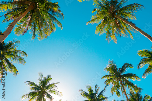A forest of palm trees on a sunny day © kbarzycki
