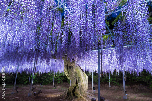 Wisteria photo