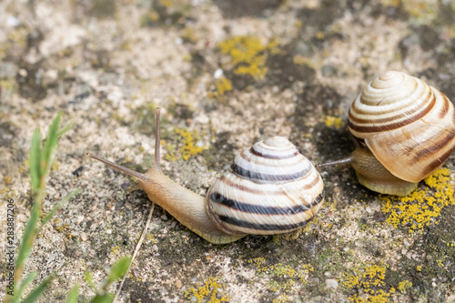 Two garden snails on a mossy background crawl one after another