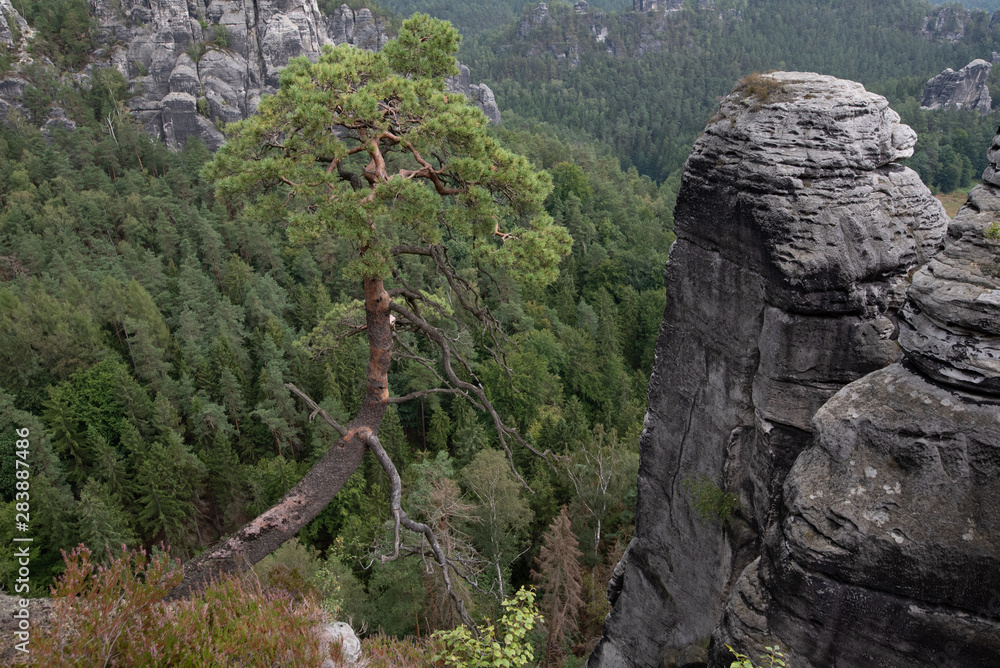 Fototapeta premium Sächsische Schweiz