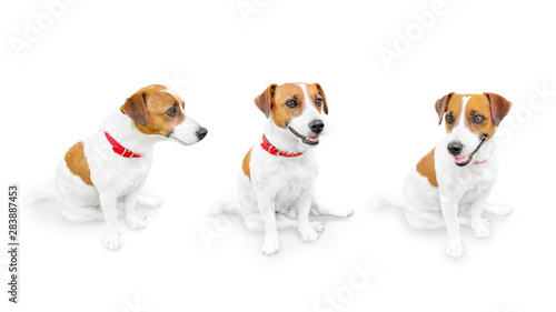 Close-up portrait of cute small pet jack russell terrier.. Three sitting looking different sides dogs isolated on white background