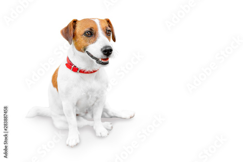 Close-up portrait of adorable happy smailing pet jack russel terrier sitting and looking at right side. Dog isolated on white background with copy space