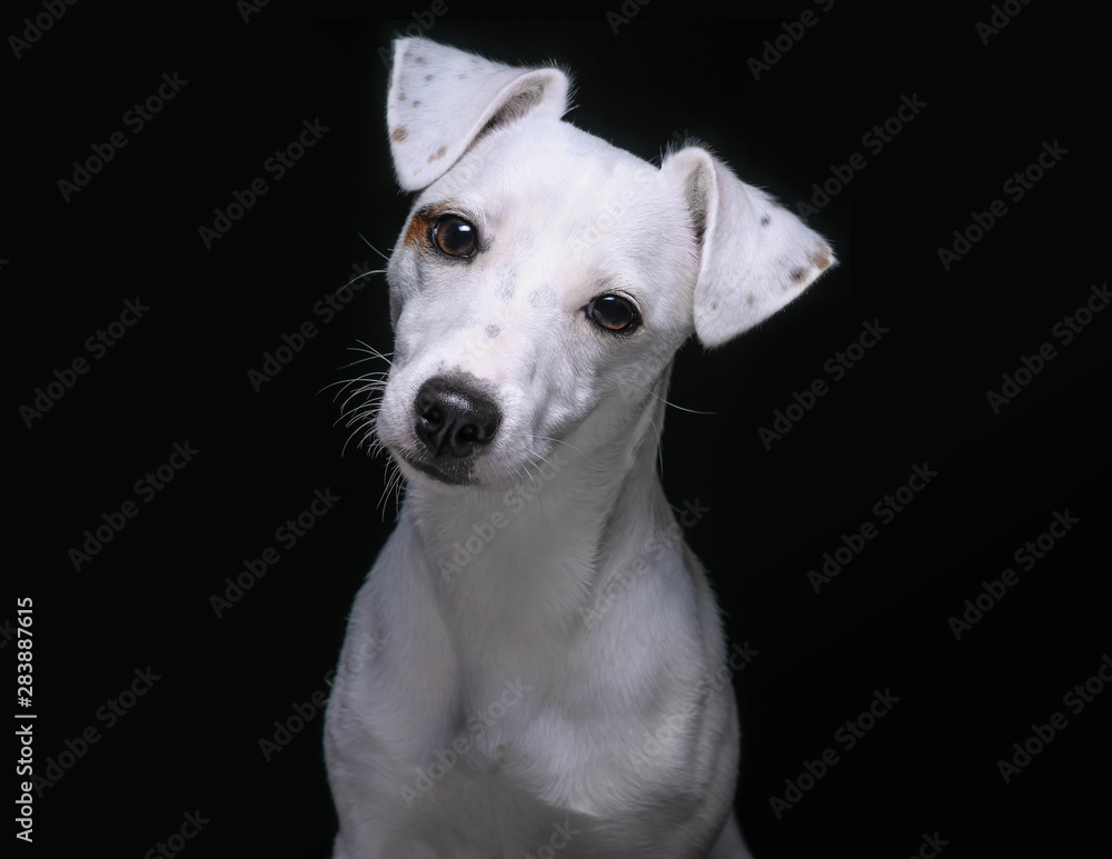 White Jack Russell on black