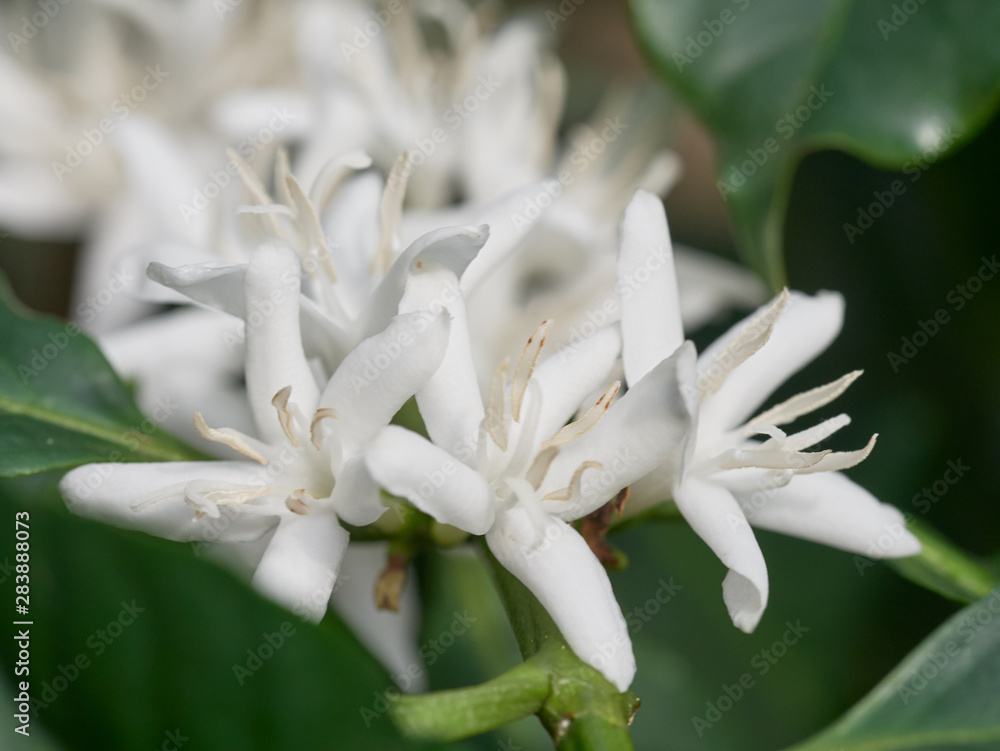 Coffee plant flowers - close up of coffee blossom Coffee plant flowers - close up of coffee blossom
