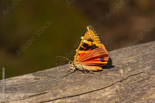 Canvas Print Close-up of a butterfly Callimorpha Euplagia quadripunctaria