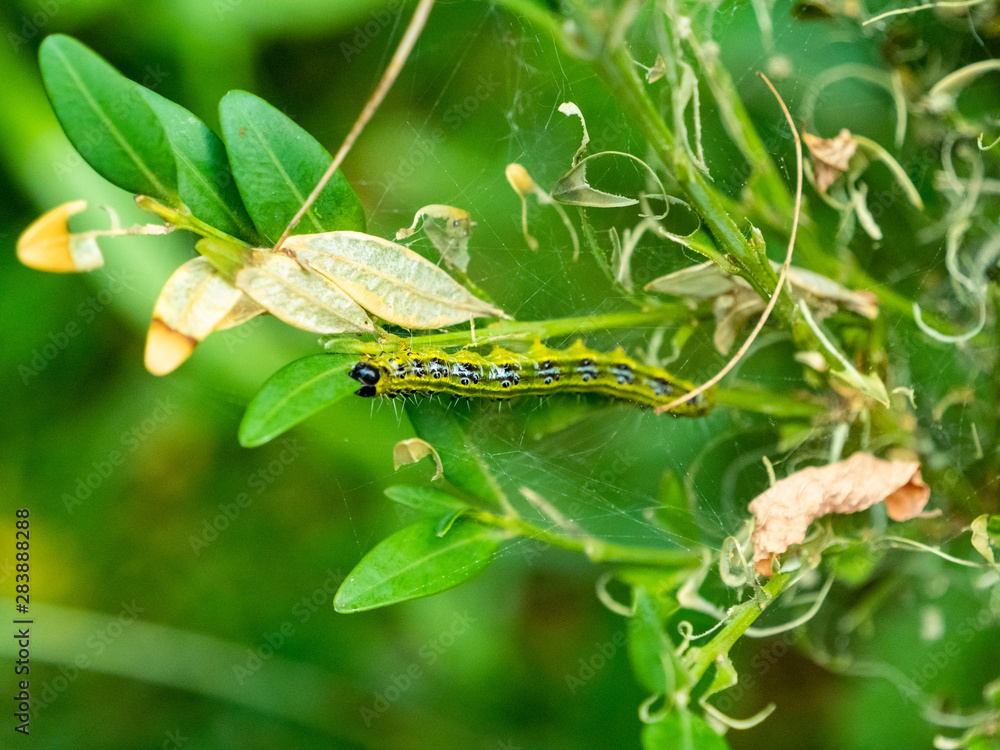 Box tree caterpillar eating the leave of a box hedge and destroying the box tree. Box tree caterpillar eating the leave of a box hedge and destroying the box tree.
