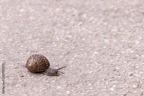 A snail with a dark carapace crawls on the asphalt