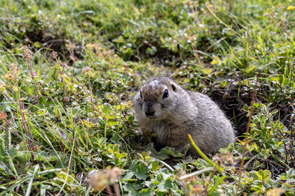 The furry cute gopher climbed out of the hole and sits on a green meadow in sunny day. The furry cute gopher climbed out of the hole and sits on a green meadow in sunny day.