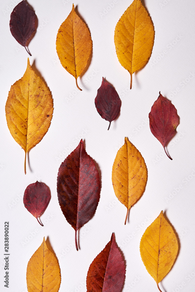 Fototapeta premium Autumn composition. Frame made of yellow and red leaves on white background. Fall concept. Autumn thanksgiving texture. Flat lay, top view, copy space