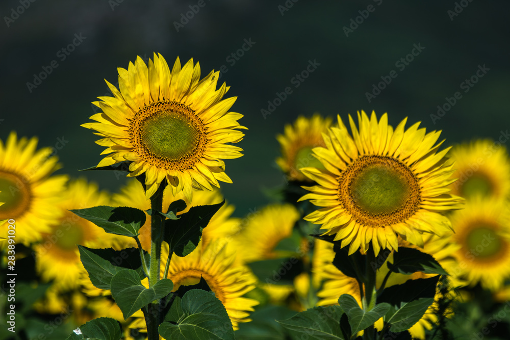 Fototapeta premium sun in color