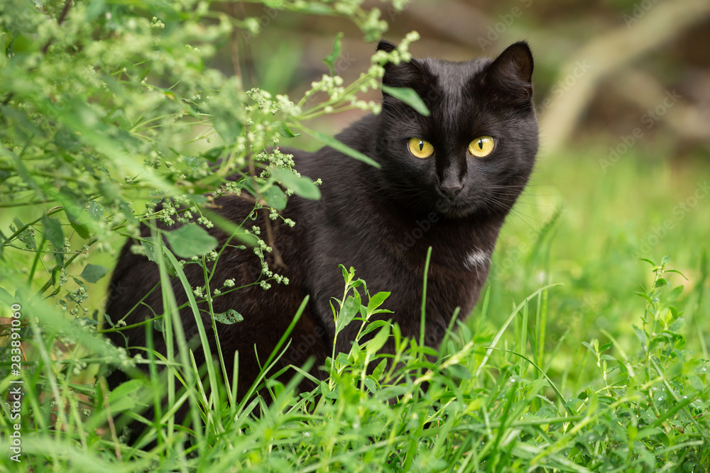 Beautiful bombay black cat portrait with yellow eyes and attentive insight look in green grass in nature	