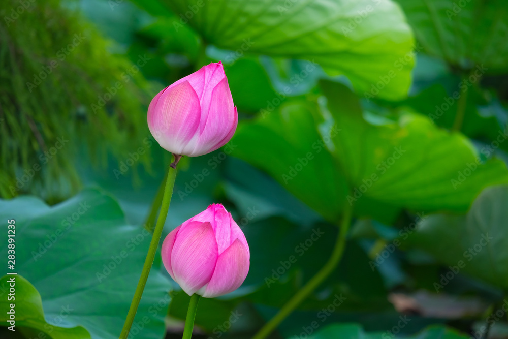 water lily