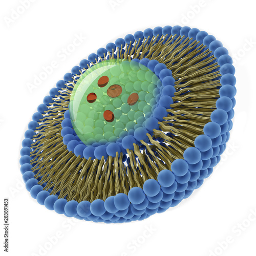 Structure of liposome, 