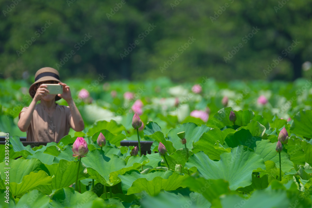 Water lily Water lily