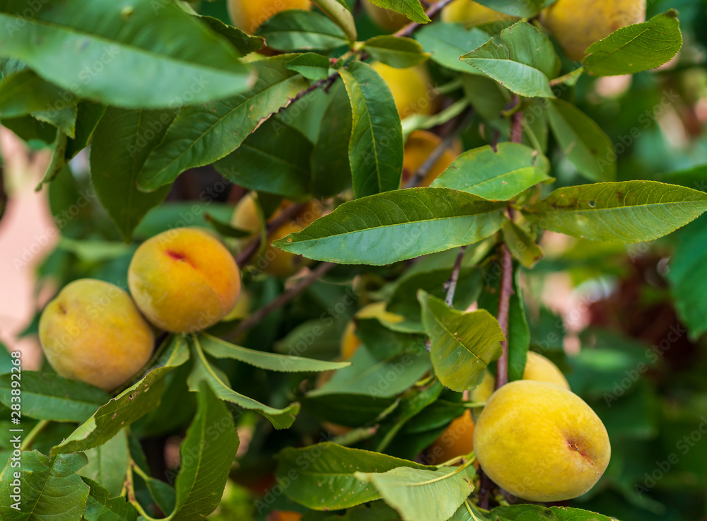 peaches grow on a tree, agriculture