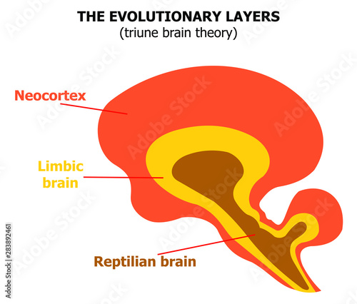 The evolutionary layers of the human brain