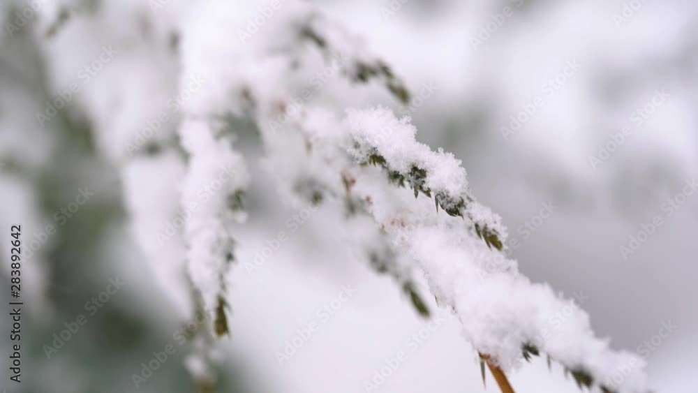 Snowing in winter wood. Closeup view of snowflakes falling down isolated on green branches of pine or fir trees background. Snowing in winter wood. Closeup view of snowflakes falling down isolated on green branches of pine or fir trees background.