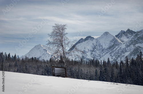 A small wooden hut and a tree in the mountains covered in snow