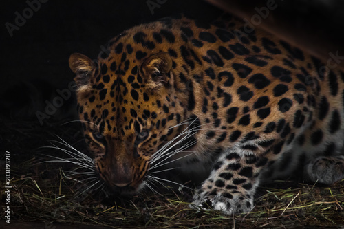 Leopard in the night. Far Eastern leopard growls evilly at you from the dark. anger of a dangerous rare cat