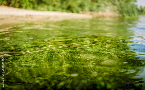 Bilde på lerret Ecological crisis. Swampy river