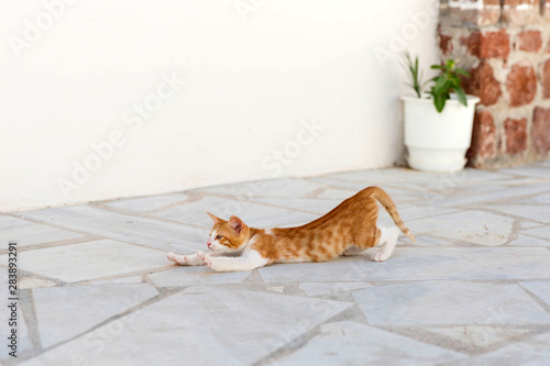 Kitten dragging out photo