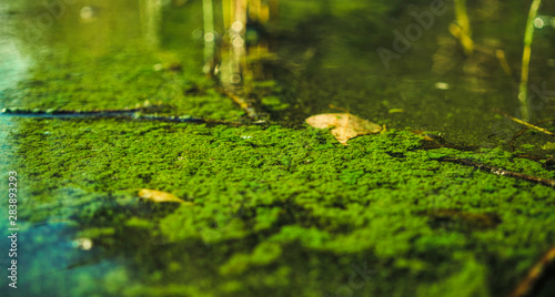 Ecological crisis. Swampy river