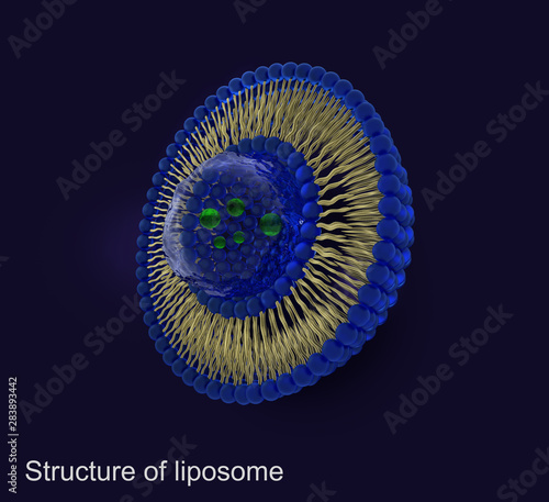 Structure of liposome, 