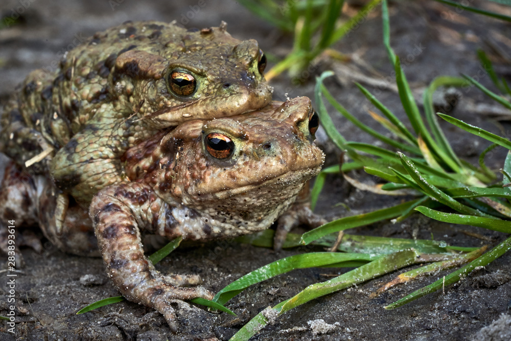 Fototapeta premium Frog