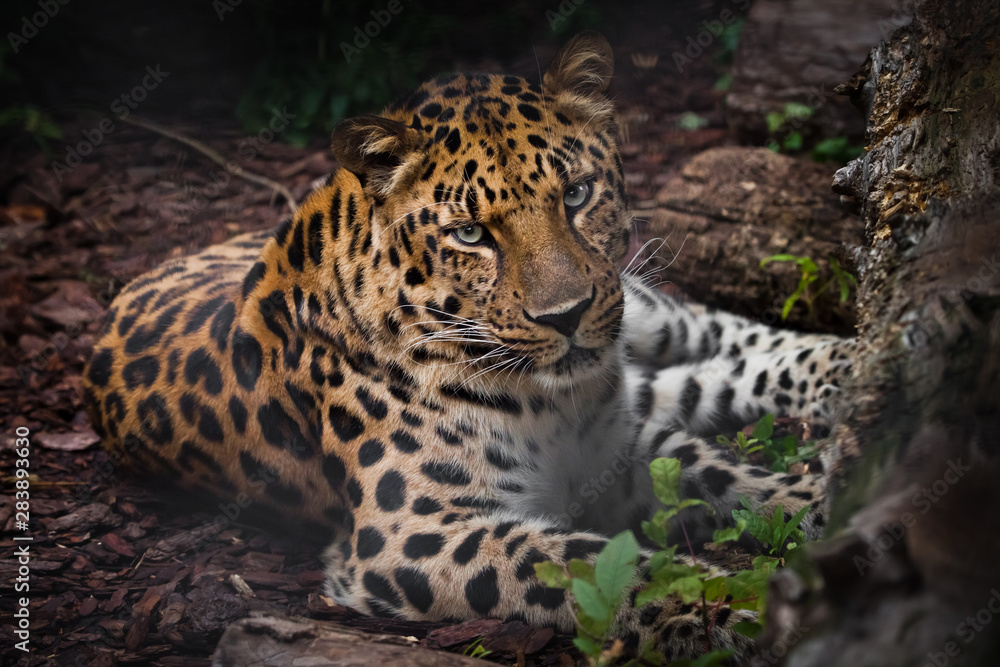 Leopard (Far Eastern leopard) imposingly lies in the twilight on the ground and looks at you, a beautiful predatory cat on vacation Leopard (Far Eastern leopard) imposingly lies in the twilight on the ground and looks at you, a beautiful predatory cat on vacation