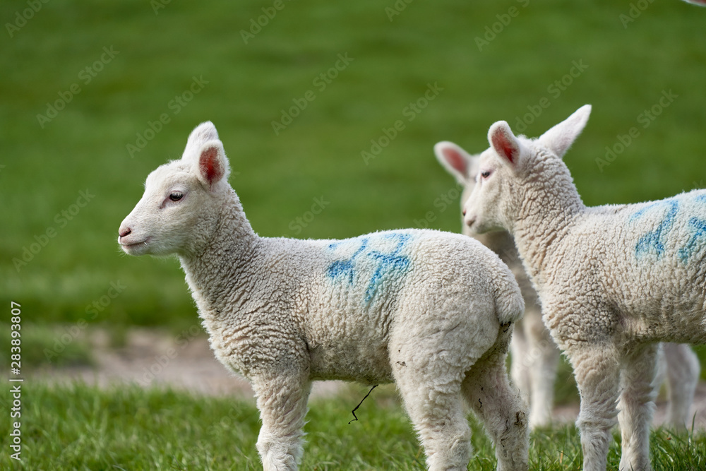 Fototapeta premium Northern Germany Lamb