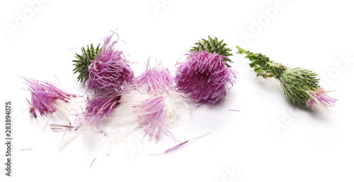 Stampa su tela Fresh herbaceous plant, arctium burdock, flower petals and seeds isolated on whi